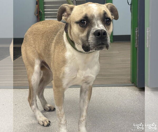 Medium Photo #2 Mutt Puppy For Sale in Washington, DC, USA