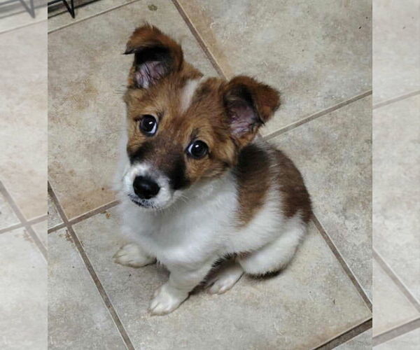 Medium Photo #1 Collie-Unknown Mix Puppy For Sale in Grafton, WI, USA