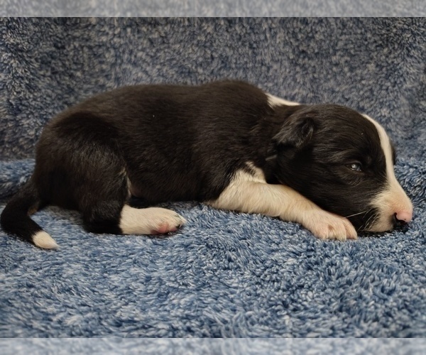 Medium Photo #37 Border Collie Puppy For Sale in NORBORNE, MO, USA