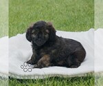 Small #1 ShihPoo