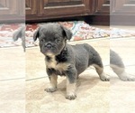 Small Photo #12 French Bulldog Puppy For Sale in MOUNT VERNON, AL, USA