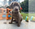Small #4 Labrador Retriever