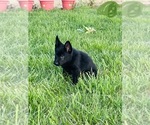 Small Photo #5 German Shepherd Dog Puppy For Sale in ROCKFIELD, KY, USA