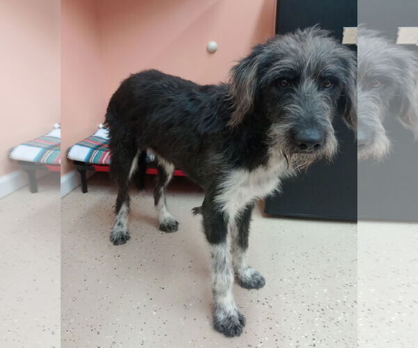 Medium Photo #6 Aussie Siberian Puppy For Sale in York, SC, USA