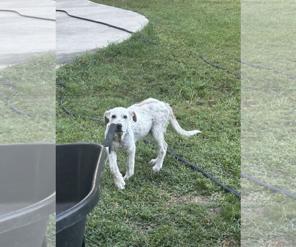 Medium Photo #4 Labrenees Puppy For Sale in Dallas, TX, USA