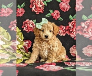 Goldendoodle (Miniature) Puppy for sale in KIRKWOOD, PA, USA