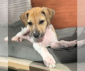 Beagle-Unknown Mix Dogs for adoption in Royal Palm Beach, FL, USA