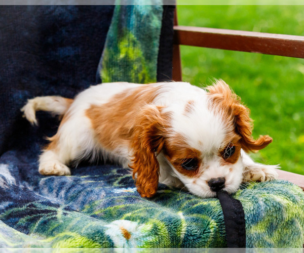 Medium Photo #22 Cockalier Puppy For Sale in WAKARUSA, IN, USA