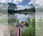 Small #3 Catahoula Leopard Dog-German Shepherd Dog Mix
