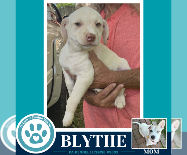 Medium Photo #3 Labrador Retriever-Unknown Mix Puppy For Sale in Kimberton, PA, USA