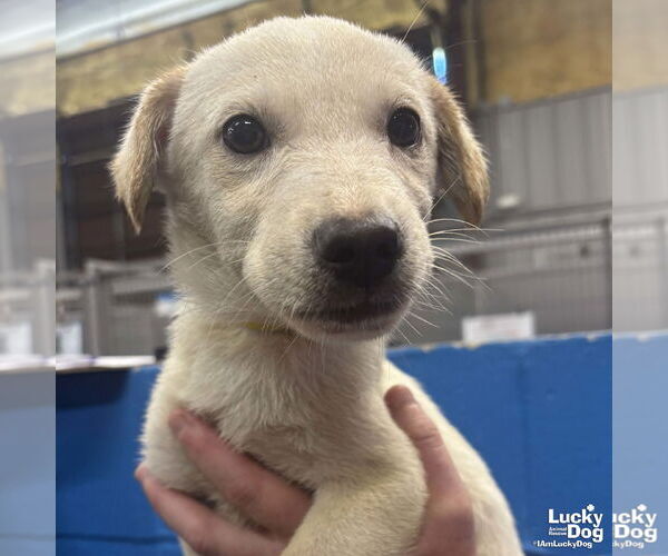 Medium Photo #2 Labrador Retriever-Unknown Mix Puppy For Sale in Washington, DC, USA