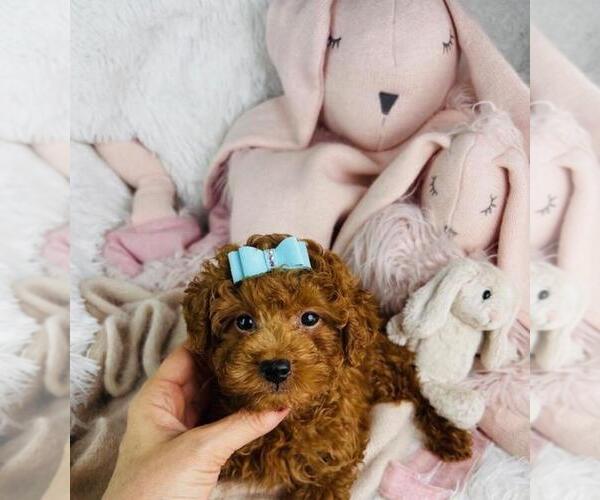 Medium Photo #6 Poodle (Toy) Puppy For Sale in WEST PALM BEACH, FL, USA