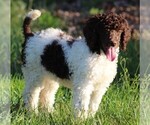 Small Photo #5 Poodle (Standard) Puppy For Sale in LINDEN, TN, USA