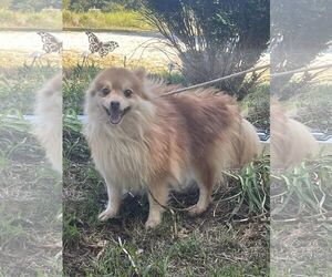 Pomeranian Dogs for adoption in HOPKINSVILLE/PRINCETON, KY, NH, USA