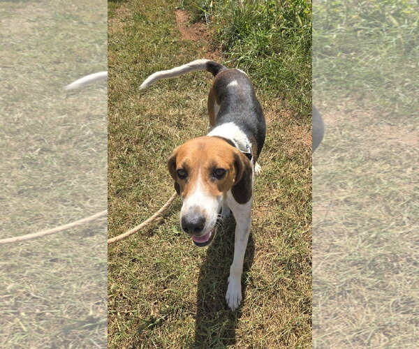 Medium Photo #2 Mutt Puppy For Sale in Rustburg, VA, USA