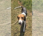 Small #1 Mutt