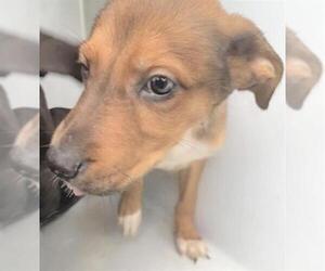 Labrador Retriever-Unknown Mix Dogs for adoption in Houston, TX, USA