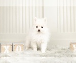 Small Photo #4 Pomeranian Puppy For Sale in WARSAW, IN, USA