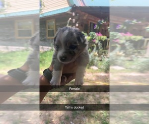 Australian Shepherd-Pembroke Welsh Corgi Mix Puppy for sale in SUMMERSVILLE, MO, USA