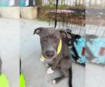 Small #1 Mutt