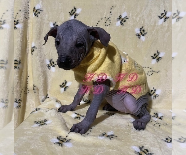 Medium Photo #14 Xoloitzcuintli (Mexican Hairless) Puppy For Sale in BRIDGEVILLE, CA, USA