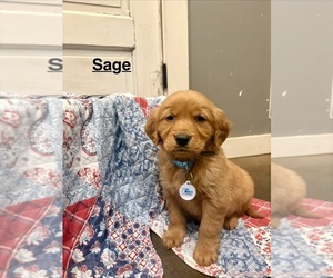 Golden Retriever Puppy for sale in MARSHFIELD, MO, USA