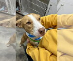 Small Photo #4 Shepradors Puppy For Sale in Corning, AR, USA