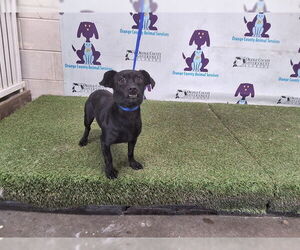 Chihuahua Dogs for adoption in Orlando, FL, USA