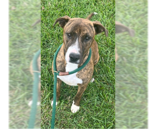 Medium Photo #8 Shollie Puppy For Sale in Bolivar, MO, USA