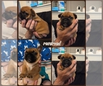Small #9 French Bulldog