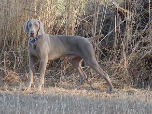 Father of the Weimaraner puppies born on 05/30/2017