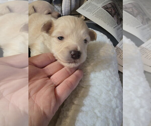 Medium Photo #2 Malchi Puppy For Sale in Pacifica, CA, USA