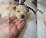 Small #1 Malchi