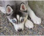 Small Photo #1 Siberian Husky Puppy For Sale in SALEM, OR, USA