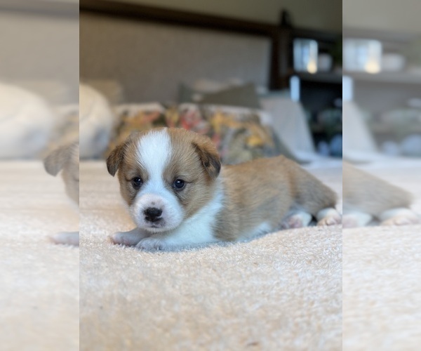 Medium Photo #7 Pembroke Welsh Corgi Puppy For Sale in GRAND RAPIDS, MI, USA