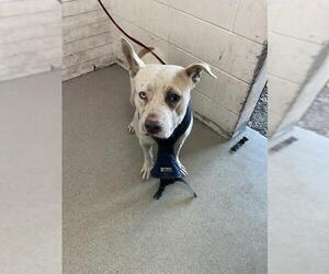 American Pit Bull Terrier Dogs for adoption in San Bernardino, CA, USA