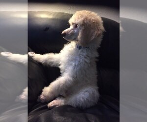 Poodle (Standard) Puppy for sale in LEHIGH ACRES, FL, USA
