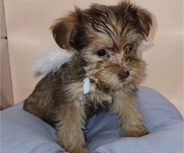 Medium Photo #4 YorkiePoo Puppy For Sale in BLUE MOUND, TX, USA