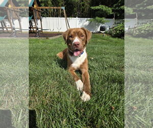 American Pit Bull Terrier-Retriever  Mix Dogs for adoption in Oakhurst, NJ, USA