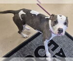 Small #1 American Pit Bull Terrier