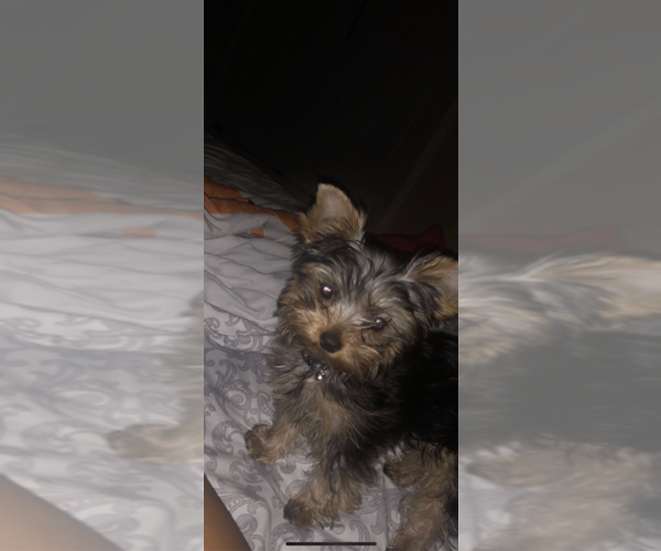 Medium Photo #1 Yorkshire Terrier Puppy For Sale in AURORA, CO, USA