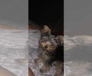 Yorkshire Terrier Puppy for sale in AURORA, CO, USA