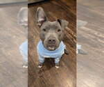 Small Mutt