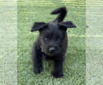 Small #12 Mutt