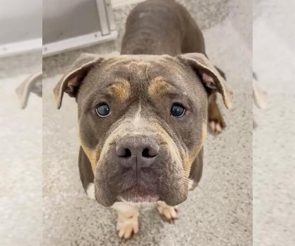 Medium Photo #1 American Bulldog-Unknown Mix Puppy For Sale in Houston, TX, USA