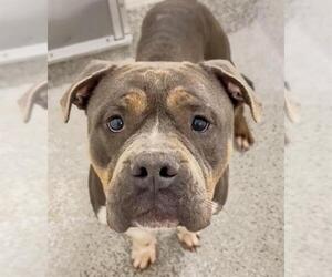 American Bulldog-Unknown Mix Dogs for adoption in Houston, TX, USA