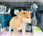 Small Photo #4 Shiba Inu Puppy For Sale in FREMONT, CA, USA
