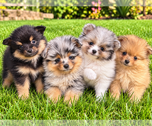 Pomeranian Puppy for sale in FAIR HAVEN, MI, USA