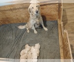Small #1 Golden Retriever