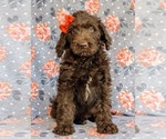 Small Photo #5 Labradoodle Puppy For Sale in KINZERS, PA, USA